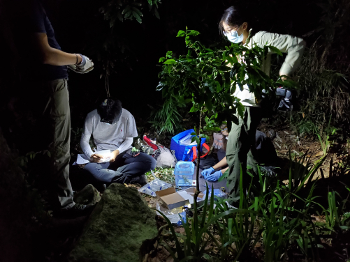 The team working in the field, taking measurements and samples from a tokay gecko. (Credits to Tsz Chun SO)
 